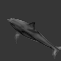 Realistic Dolphin 3D Model With Smooth Skin And Fin Details