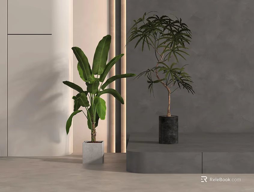Bonsai Potted Plants With Different Green Leaves In Decorative Pots Indoor Platform Grey Wall 3d model 