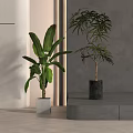 Bonsai Potted Plants With Different Green Leaves In Decorative Pots Indoor Platform Grey Wall