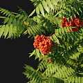 Two Arbor Trees with Green Leaves Red Fruits Different Sizes and Shadows