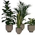 Bonsai Potted Plants With Lush Green Leaves In Gray Ceramic Pots For Indoor Decor