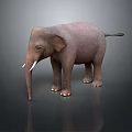Realistic Gray Elephant with Tusks Standing on Dark Background Showing Smooth Skin Reflection