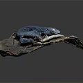 Blue Lizard With Coiled Body And Tail Displayed On Natural Rock Slab