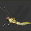 Vibrant Dragonfly With Yellow Brown Body Transparent Wings Red Eyes On Dark Background With Reflection