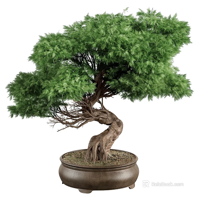 Lush Green Bonsai Tree With Twisted Trunk In Brown Ceramic Pot 3d model 