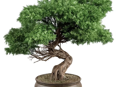 Lush Green Bonsai Tree With Twisted Trunk In Brown Ceramic Pot 3d model