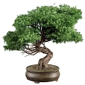 Lush Green Bonsai Tree With Twisted Trunk In Brown Ceramic Pot