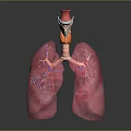 Human Thoracic Organs 3D Anatomical Model Showing Lungs And Trachea Structure 3d model