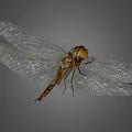 Closeup View of Brown Dragonfly With Transparent Veined Wings Against Gray Background