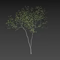Lush Green Tree with Two Trunks and Foliage Isolated on Black Background