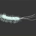 Detailed 3D Illustration of Bacteria Internal Structures With Hair Like Cilia