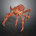 Red Spiky Aquatic Crab With Long Hairy Legs And Textured Shell