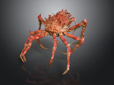 Red Spiky Aquatic Crab With Long Hairy Legs And Textured Shell 3d model
