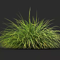 Lush Green and Yellow Grass Clump with Tall Leaves on Dark Background