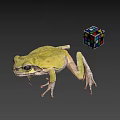 Green Frog Next to Colorful Rubik's Cube on Gray Background
