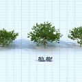 Peach Trees As Arbor With Different Sizes And Green Foliage In Grid Background 3d model