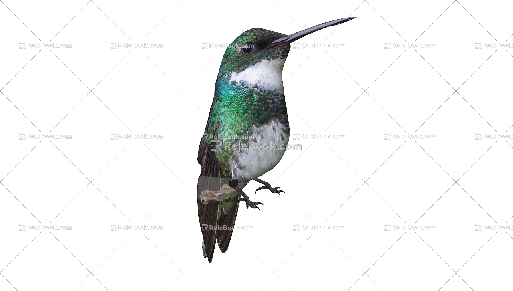 Modern bird animal hummingbird 3d model