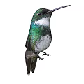 Green Hummingbird With White Throat And Long Beak Perched On White Background