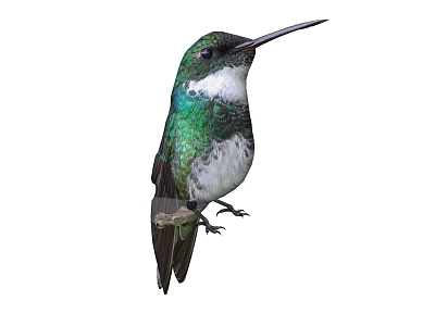 Green Hummingbird With White Throat And Long Beak Perched On White Background 3d model