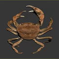 Orange Brown Crab Whole Body With Legs And Claws On Dark Reflective Surface