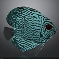Turquoise Discus Fish With Black Striped Pattern And Glowing Tropical Features