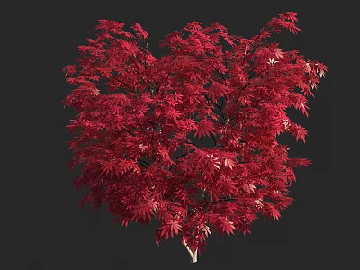 Vibrant Red Leaf Arbor With Lush Dense Foliage And Black Background 3d model