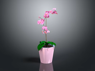 Pink Orchid Plant with Green Leaves and Pink Blooms in Pink Decorative Pot 3d model