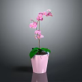Pink Orchid Plant with Green Leaves and Pink Blooms in Pink Decorative Pot