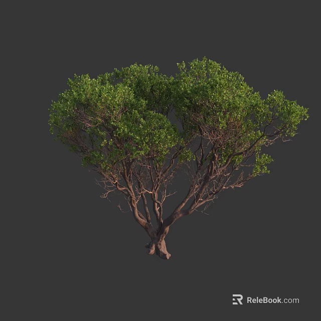 Lush Green Arbor With Dense Foliage Multiple Branches And Thick Trunk 3d model 