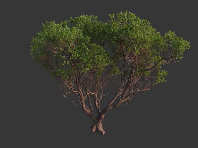 Lush Green Arbor With Dense Foliage Multiple Branches And Thick Trunk 3d model