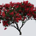 Tall Deciduous Tree With Vibrant Red Flowers And Lush Green Leaves Against Clear Blue Sky