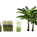 Various Agricultural Crops Including Banana Trees And Rice Plants In Growth