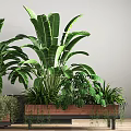 Large Leafy Potted Plants with Broad Green Foliage in Wooden Planters for Indoor Decor