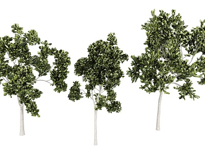 Big tree plant street tree landscape tree model