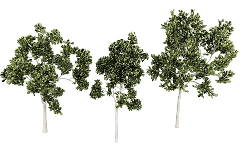 Big tree plant street tree landscape tree 3d model