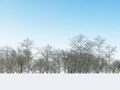 Tall Trees With Bare Branches Under Clear Blue Sky In Winter 3d model