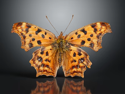 Orange Butterfly With Black Spots And Irregular Wing Edges On Gray Background With Reflection 3d model