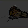 Vibrant Monarch Butterfly With Orange And Black Patterned Wings On Gray Background