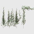 Modern Vine Vine Plants 3d model