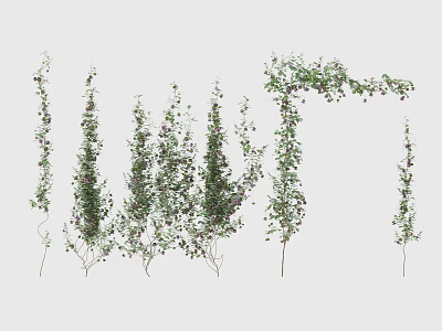 Green Decorative Vines Isolated On White Background With Hanging Climbing Leaves And Berries 3d model