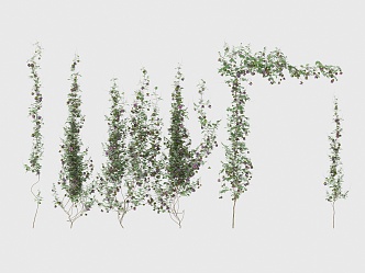 Modern Vine Plants 3d model