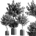 Indoor Decorative Bonsai Plants With Red Leaves In Gray Ceramic Pots