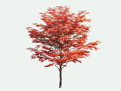 Tall Deciduous Tree With Vibrant Red Leaves And Elegant Canopy Shape 3d model