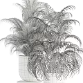 Various Green Potted Plants with Large Leaves Ferns and Stylish Pots on Stands