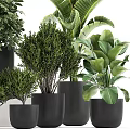 Various Types of Green Bonsai Potted Plants in Black Pots for Indoor Decoration