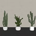 Bonsai Potted Plants in White and Gray Pots Against Light Wall and Gray Floor