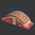 Skin Structure Anatomical Model Medical Device with Epidermis Dermis and Hair Follicles