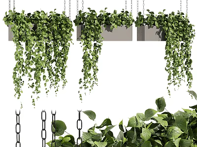 Lush Trailing Greenery In Hanging Planters For Stylish Indoor Home Decor 3d model