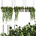 Lush Trailing Greenery In Hanging Planters For Stylish Indoor Home Decor