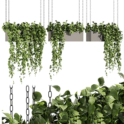 Lush Trailing Greenery In Hanging Planters For Stylish Indoor Home Decor 3d model